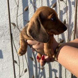 Lady - Dapple female Dachshund puppy in Chino Hills, California from Wooofyland LLC