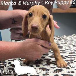 Puppy 6 - Cream male Dachshund puppy in Anamosa, Iowa from Melsh Precious Pets