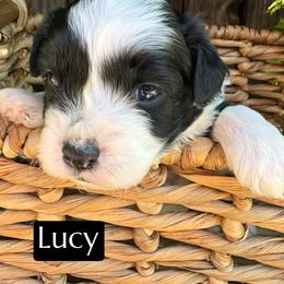 Lucy - Black tri-color female Aussiedoodle puppy in Bakersfield, California from Annie's Aussies