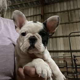 Boston Terrier and French Bulldog Puppies from High Plains