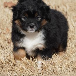 Black Tri Most Copper - Black tri female Miniature Australian Shepherd puppy in Lawton, Oklahoma from Lindsey’s Aussies