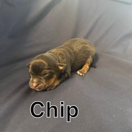 Chip - Black tri male Miniature Australian Shepherd puppy in Medical Lake, Washington from MAS Gone Rogue