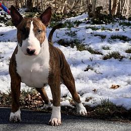Dex - Bull Terrier