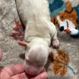 Polar bear - Cream male Dachshund puppy in San Diego, California from San Diego Dachshunds