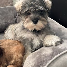 Blue eyed boy Weston - Salt and pepper male Miniature Schnauzer puppy in Stuart, Iowa from Johnson Family Corgis and more