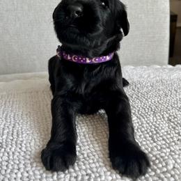 Giant Schnauzer and Miniature Schnauzer Puppies from My Angel Schnauzers
