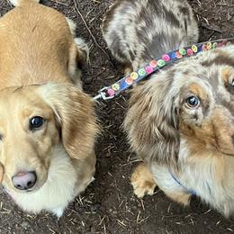 Dachshunds from Devoted Doxies