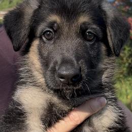 Dark Blue - Black and tan male German Shepherd puppy in Branchburg, New Jersey from Christine's German Shepherds