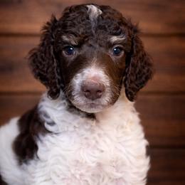 Zuko - Parti male Poodle puppy in Washington, Pennsylvania from Patriotic Poodles