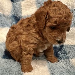 Cider - Brown male Maltipoo puppy in South Jordan, Utah from Ollie-Pop Paws Breeding