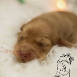 Cream dapple - Dapple male Dachshund puppy in Seminary, Mississippi from Down South Mavericks Dachshunds