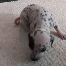 Dalmatian Puppies from Shelbys Pawsome Dalmatians