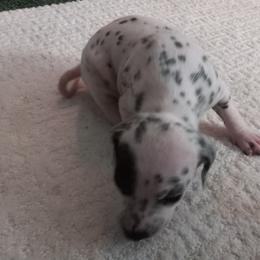 Dalmatian Puppies from Shelbys Pawsome Dalmatians