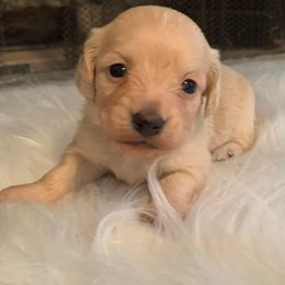 Dachshund Puppies from Karas Royal Dachshunds