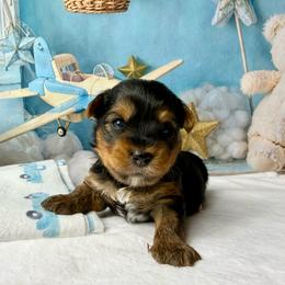 2200 Riley - Black and tan male Yorkshire Terrier puppy in Douglas, Georgia from South Georgia Yorkies and Biewers