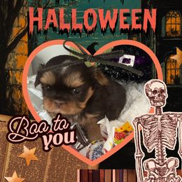 Sage - Chocolate and tan female Shih Tzu puppy in Connersville, Indiana from Anna’s Farmhouse Shihtzus