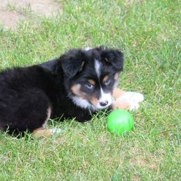 Australian Shepherd Puppies from Larkwood Australian Shepherds