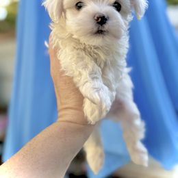 Jupiter - White male Maltese puppy in Upland, California from Prime Paradise Kennel