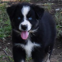 VALLI - Black tri-color female Australian Shepherd puppy in Nowata, Oklahoma from 4Feathers