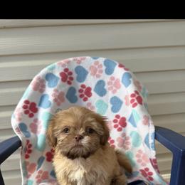 Rebel - Chocolate male Shih Tzu puppy in Delta, Colorado from Wachowicz Shihtzu