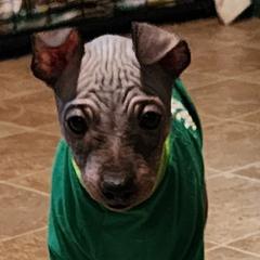 Linus - Black tan and white male American Hairless Terrier puppy in Toto, Indiana from Toto Terriers