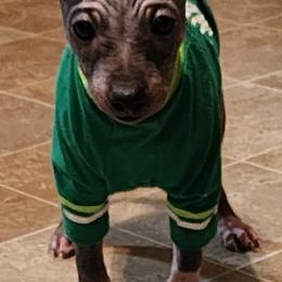 Linus - Black tan and white male American Hairless Terrier puppy in Toto, Indiana from Toto Terriers