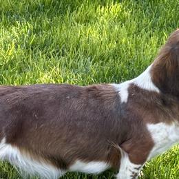 Collies and Dachshunds from Willow Creek Dachshunds and collies