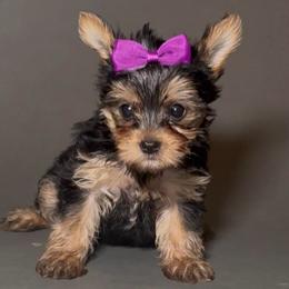 Olivia - Black and gold female Yorkshire Terrier puppy in San Diego, California from BC Breeders Association