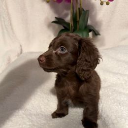 Scarface - Chocolate male Dachshund puppy in Kentucky from Wonderful Weiners