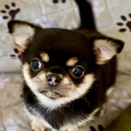 AKC Sophie 4300.00 - Black and tan female Chihuahua puppy in Northern, Colorado from Wild Mountain Chihuahuas