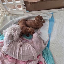 Maltipoo puppies from Poodle house CA