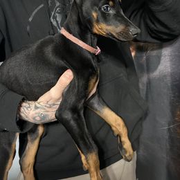 Doberman Pinscher Puppies from JODY'S DOBiES