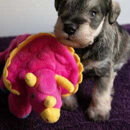 Florence - Salt and pepper Miniature Schnauzer puppy in Folkston, Georgia from Poplar Creek Miniature Schnauzers