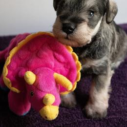 Florence - Salt and pepper Miniature Schnauzer puppy in Folkston, Georgia from Poplar Creek Miniature Schnauzers