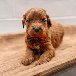 Apollo - Red  male Goldendoodle puppy in Iola, Texas from Supreme Doodles of Texas