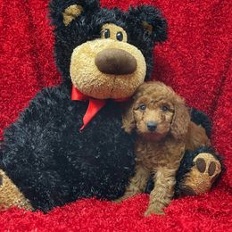 Goldendoodle Puppies from Ming’s Dynasty Doodles