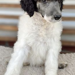 Goldendoodles and Poodles from Wild and Wonderful Poodles and Doodles