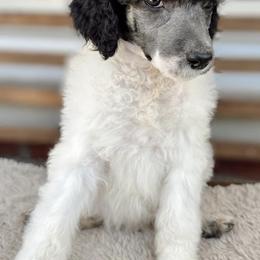 Goldendoodles and Poodles from Wild and Wonderful Poodles and Doodles