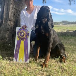 McFly - Black and Tan Coonhound