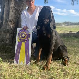 McFly - Black and Tan Coonhound