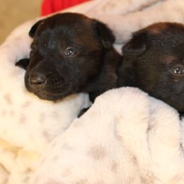 Dutch Shepherd Puppies from TecK9s