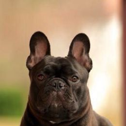 French Bulldogs from StarCreek Frenchies