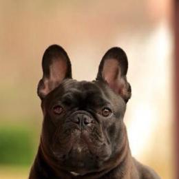 French Bulldogs from StarCreek Frenchies