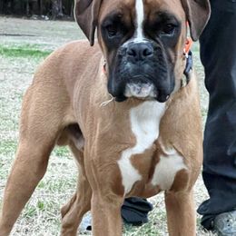 Arrow - Fawn Boxer puppy in Henderson, Tennessee from Vom Broadvalley