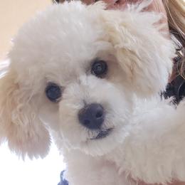 Maltipoos and Poodles from Cowgirl's Legacy Maltipoos