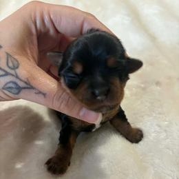 Lady - Black and tan female Yorkshire Terrier puppy in Georgia from Nalley Kennels