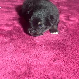 Shaq - Black and tan male Pomeranian puppy in Kansas City, Missouri from S&K Pomeranians