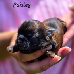 Paisley - Brindle female Shih Tzu puppy in Richmond, Texas from Aleka Shih Tzu