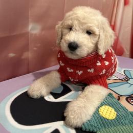Beso - White male Poodle puppy in Mobile, Alabama from Semmy’s Standard Poodle LLC