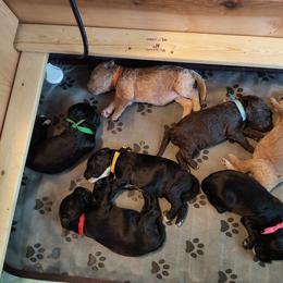 Australian Cobberdog Puppies from Lively Acres Cobberdogs